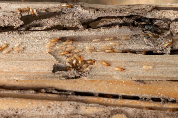 Pest Prevention Services in Olga, FL